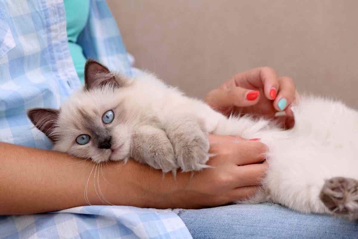 Gatto in braccio