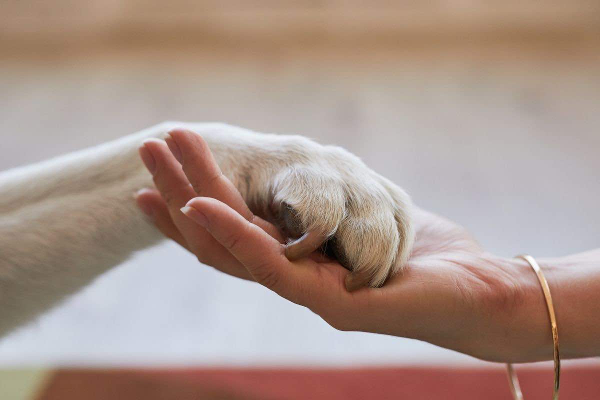 Zampa cane e mano donna 