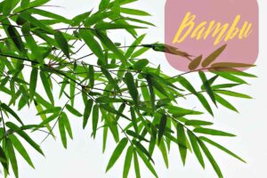 bambu