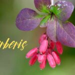 berberis