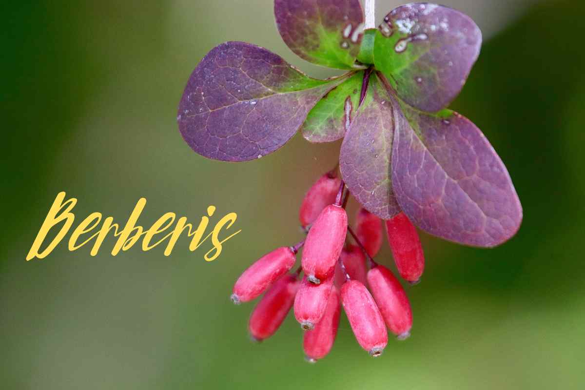 berberis
