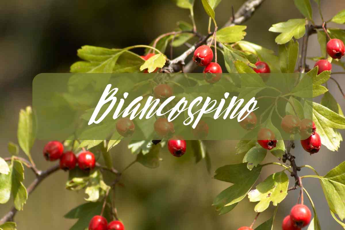 biancospino