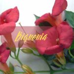 bignonia