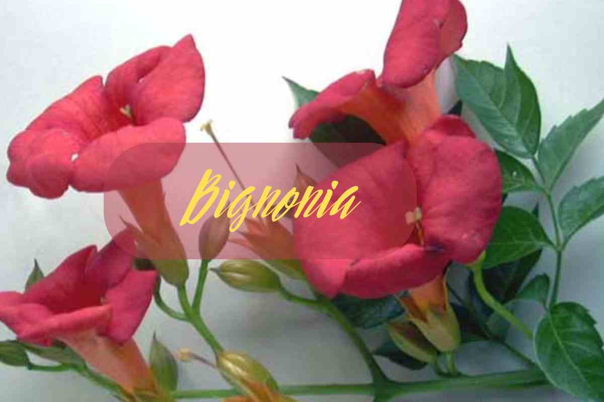bignonia