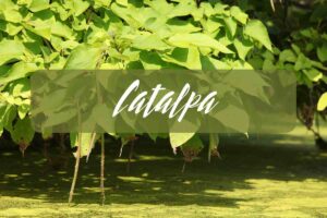 catalpa