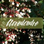 clerodendro
