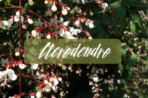 clerodendro