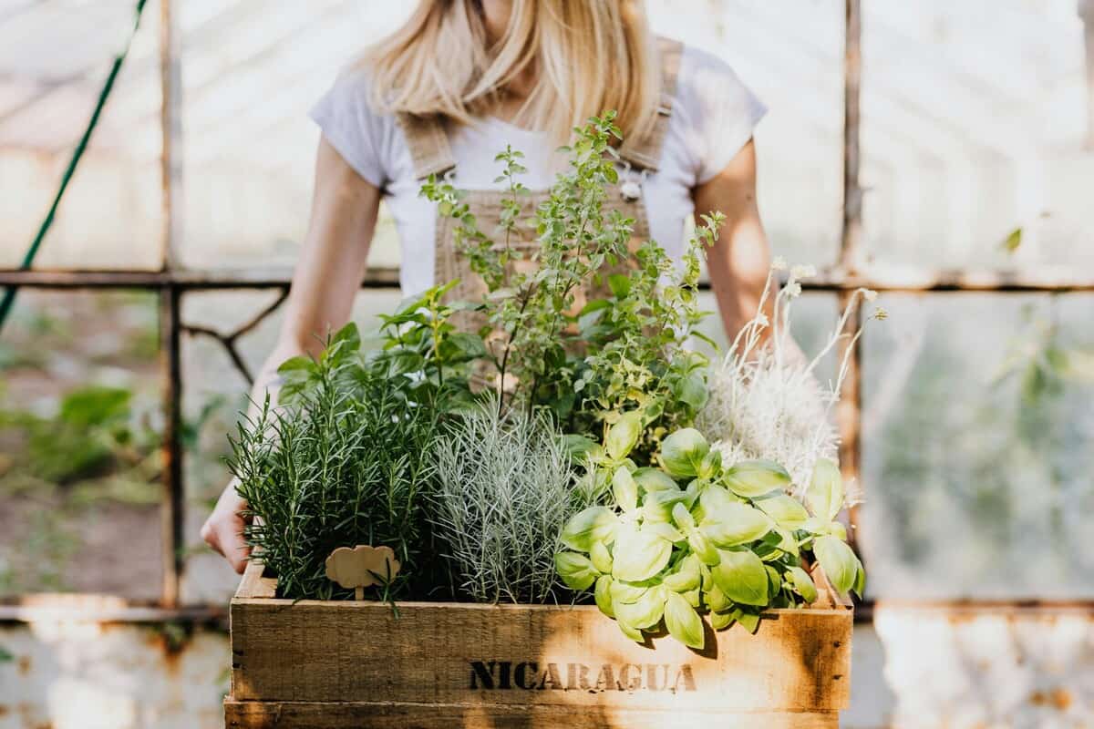 Ragazza che regge una cassa di piante aromatiche