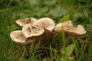 Funghi fra l'erba