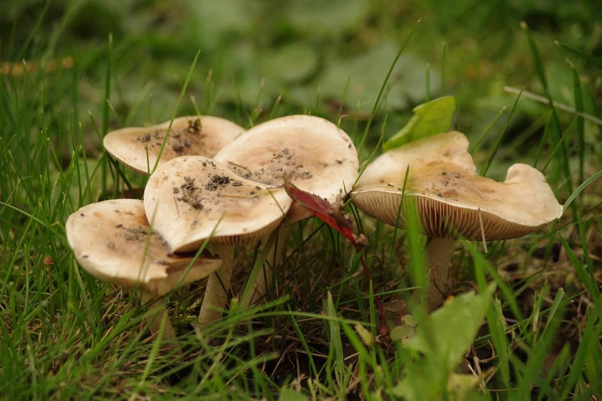 Funghi fra l'erba