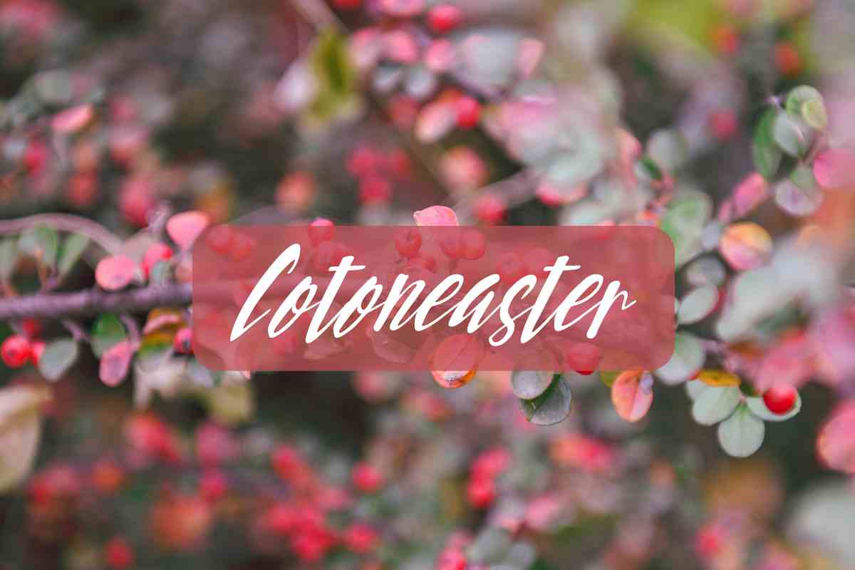 cotoneaster