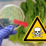 sfondo pianta con lente scientifica che inquadra tossicità e freccia che indica cartello con teschio di pericolo