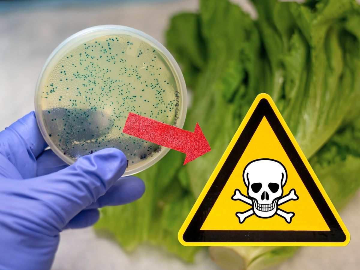 sfondo pianta con lente scientifica che inquadra tossicità e freccia che indica cartello con teschio di pericolo