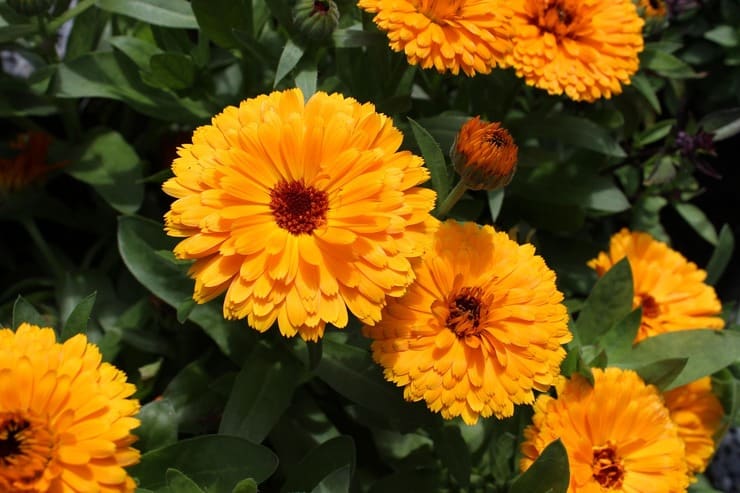Fiori di calendula sbocciati