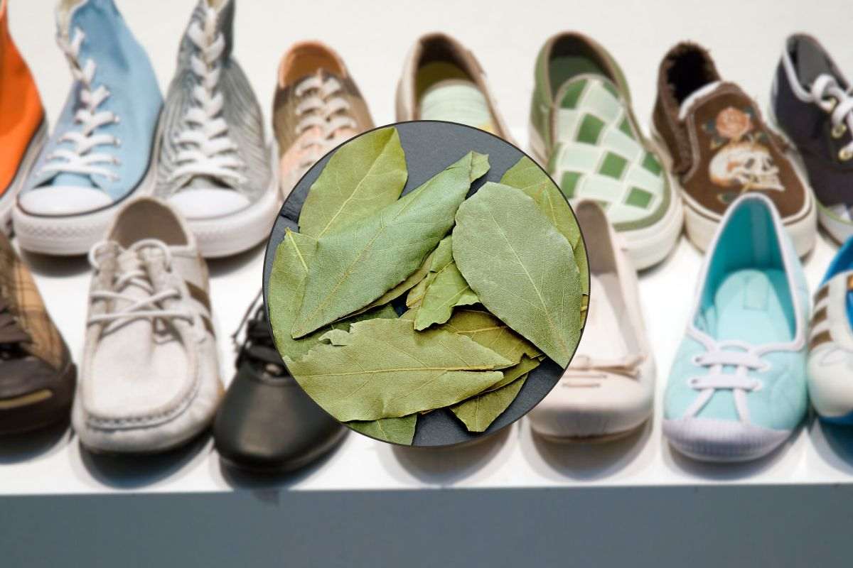serie di scarpe e foglie di alloro