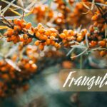 frangula