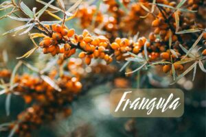 frangula