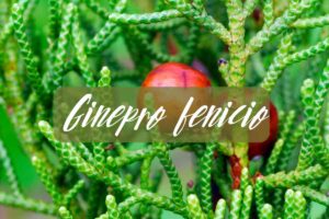ginepro fenicio