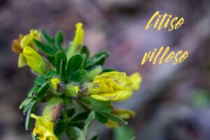 citiso villoso