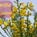 ginestra dei carbonai