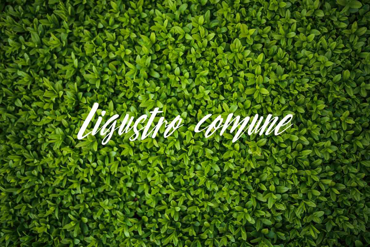 ligustro comune