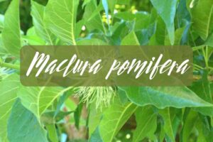 maclura pomifera