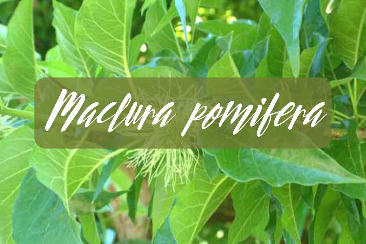 maclura pomifera