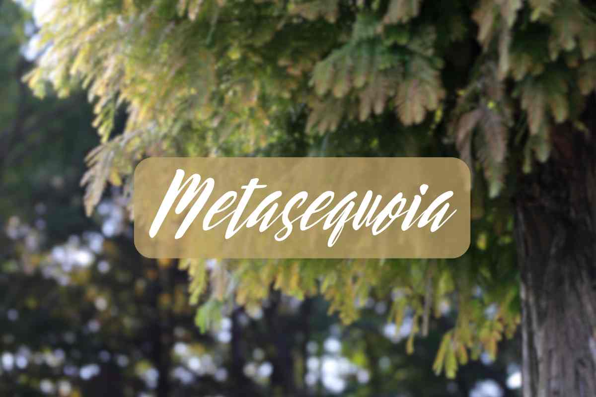 metasequoia