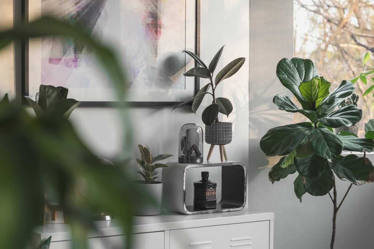 piante in casa