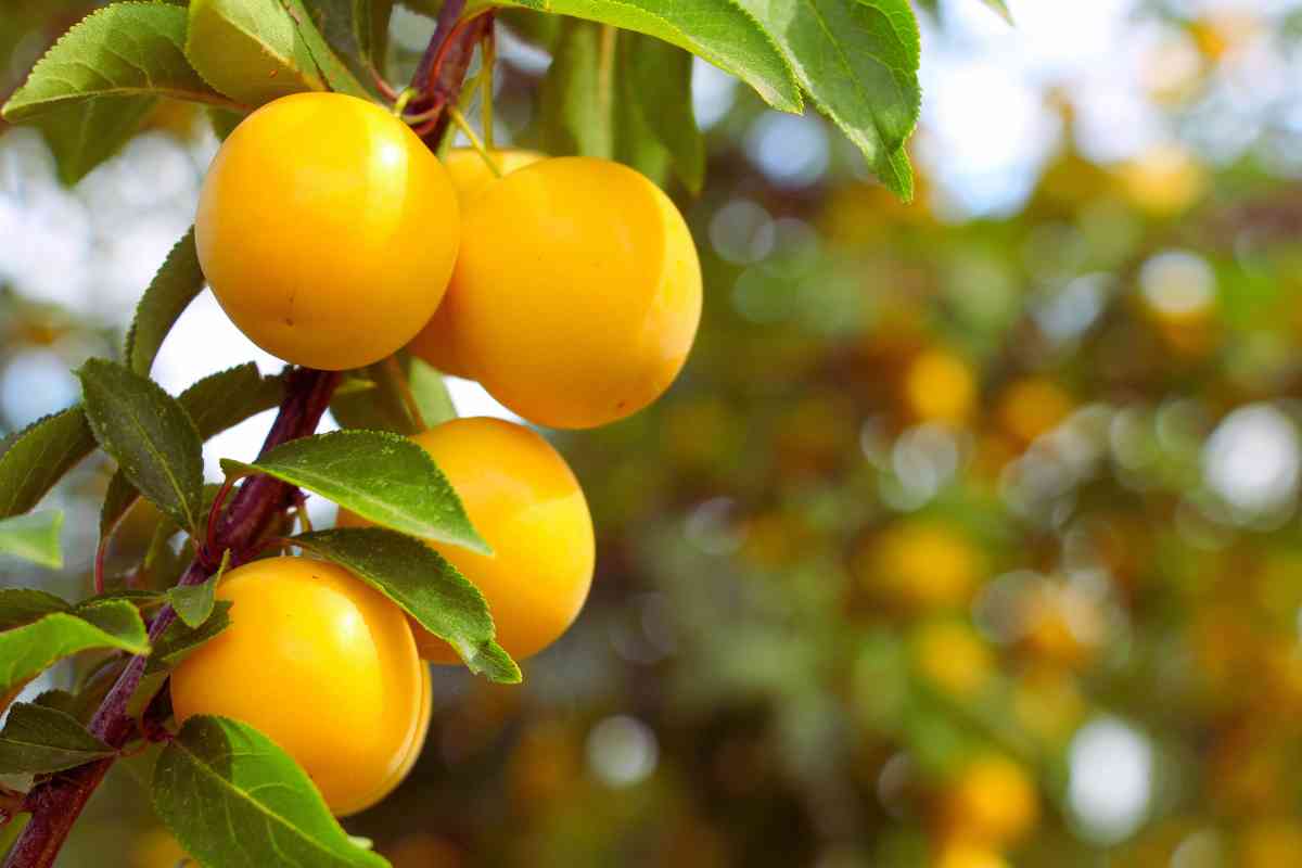 mirabolano