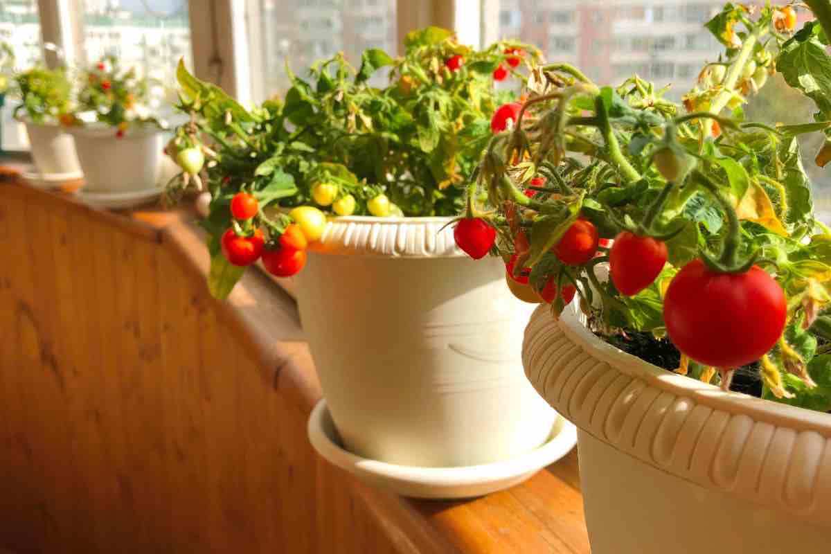 Pomodori coltivati in vaso