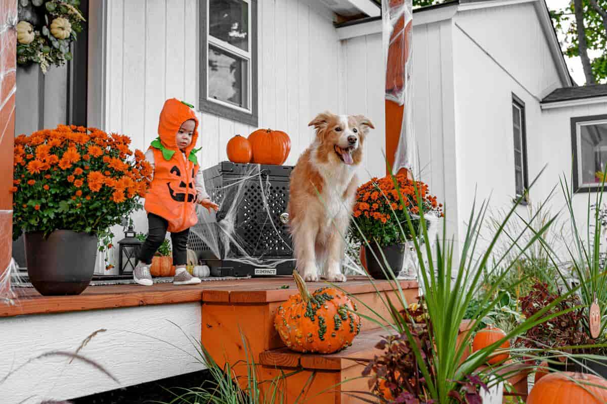 Bambino e cane all'ingresso di una casa decorata per Halloween