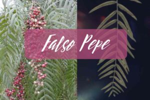 pepe falso