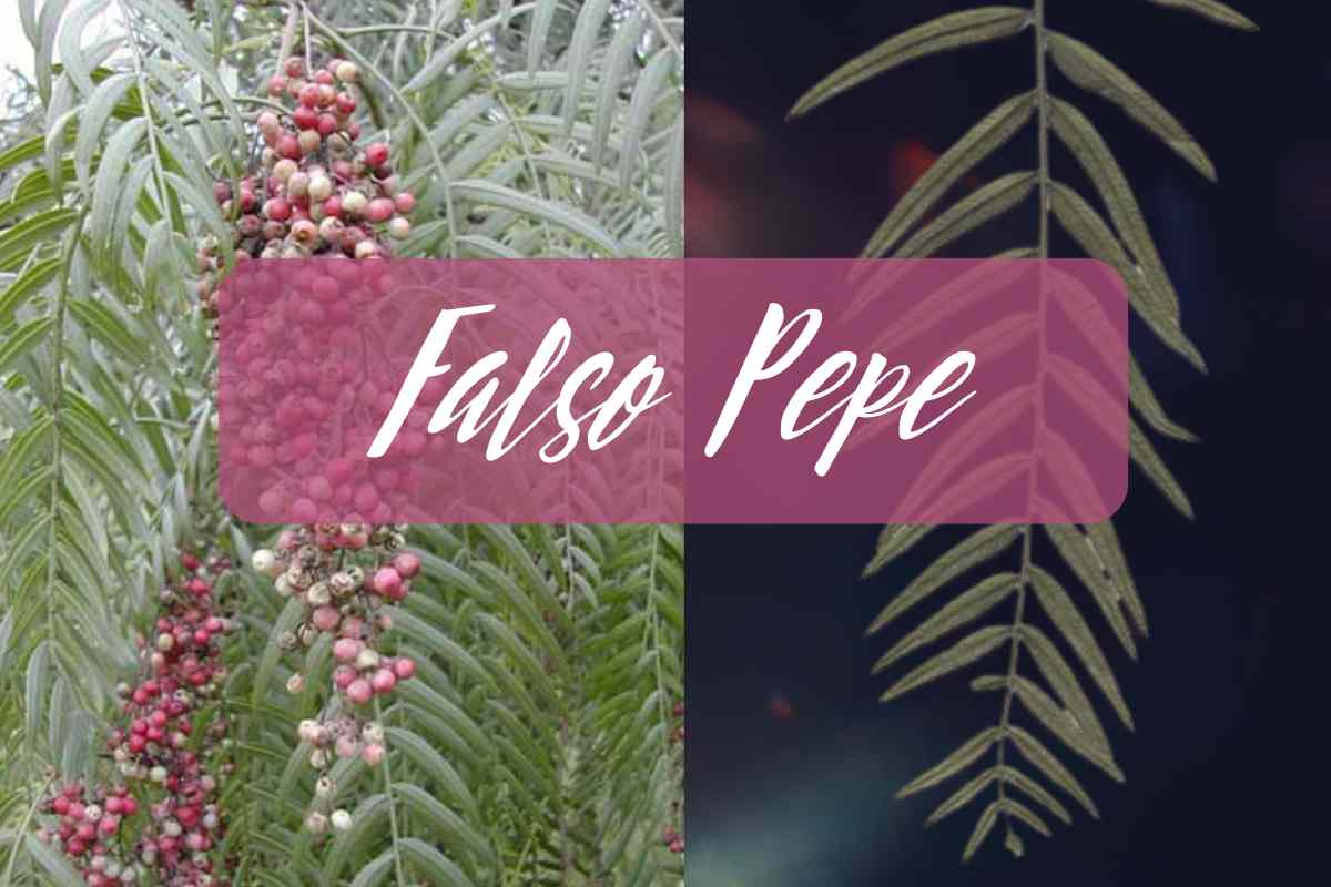 pepe falso