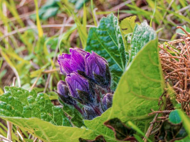 mandragora 