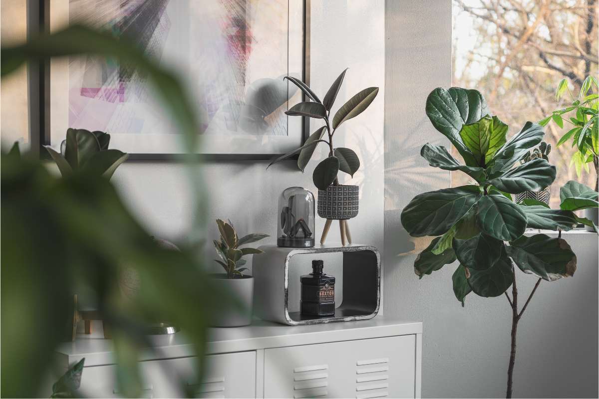 piante in casa