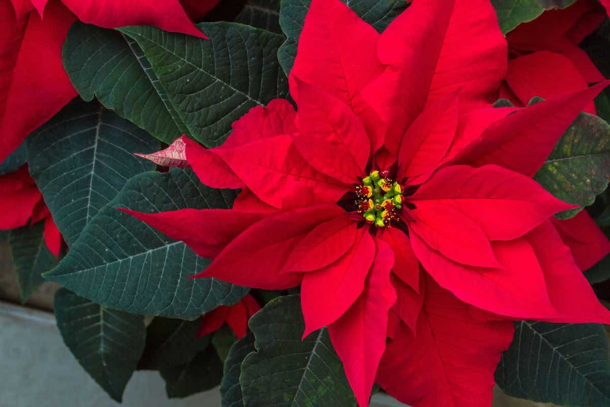 Stella di Natale pianta