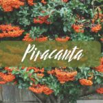 piacaranta