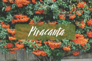 piacaranta