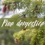 pino domestico