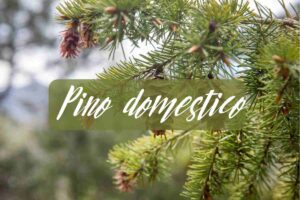 pino domestico
