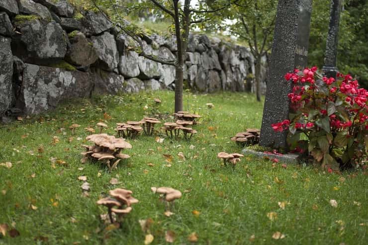 Funghi disposti a cerchio in un giardino recintato