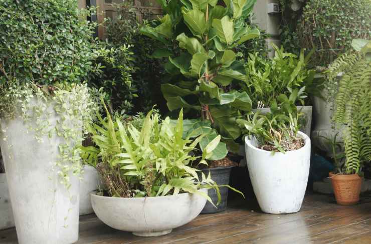 piante in vaso 