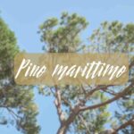 pino marittimo