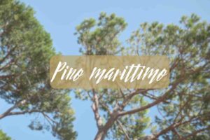 pino marittimo