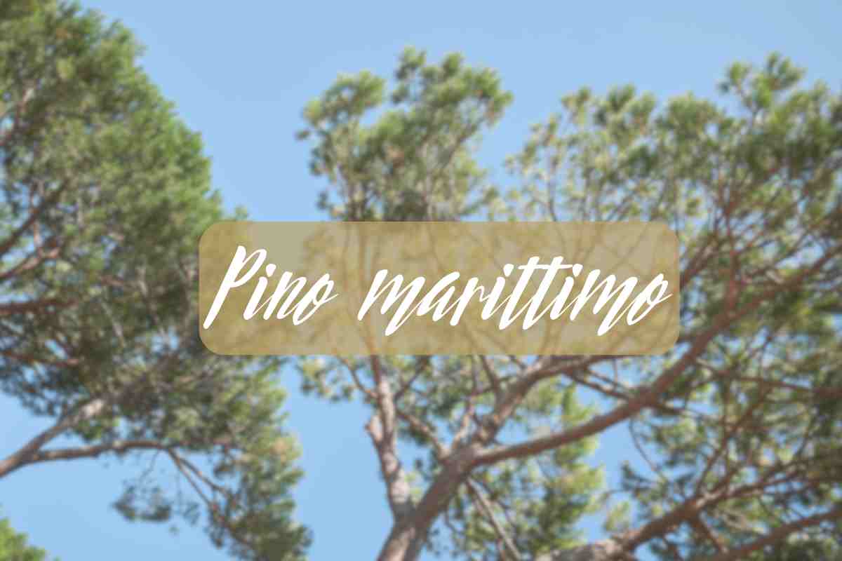 pino marittimo