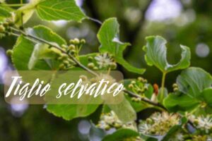 tiglio selvatico